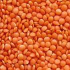  Masoor Dal 
